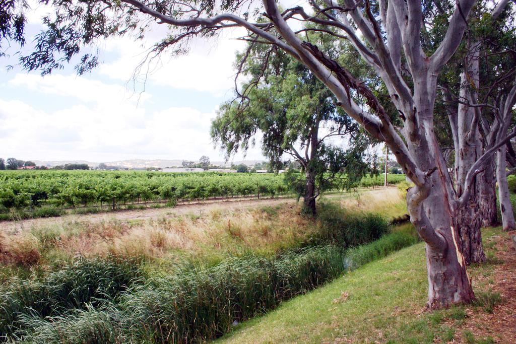Vine Inn Barossa Нереутпа Экстерьер фото