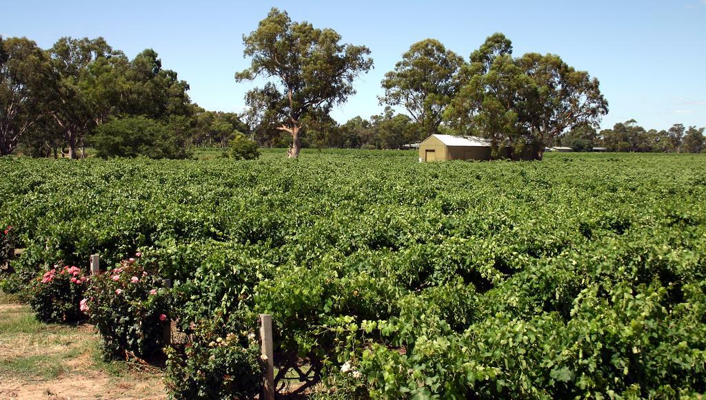 Vine Inn Barossa Нереутпа Экстерьер фото